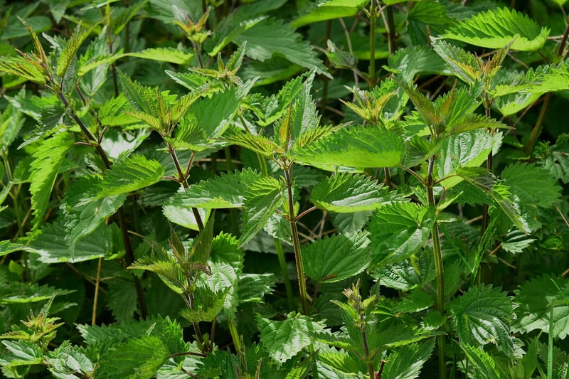 Herb Collection